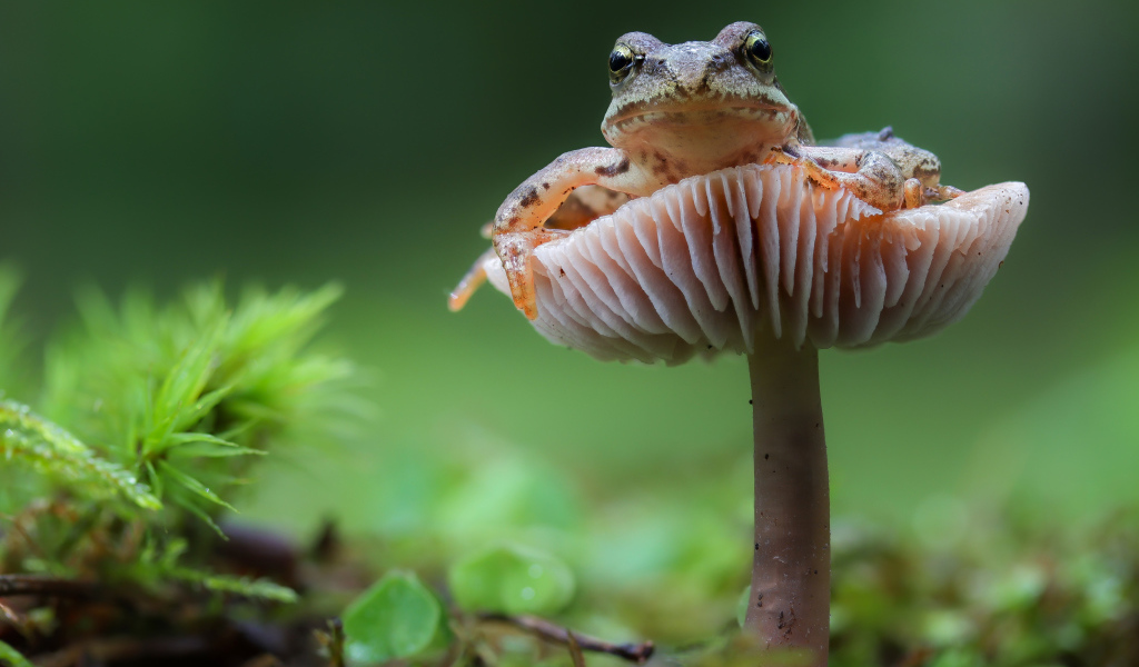 Зеленая лягушка сидит на грибе в лесу