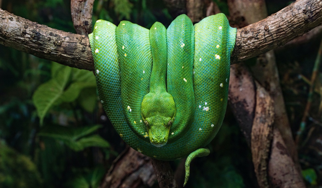 Зеленая змея висит на ветке дерева 