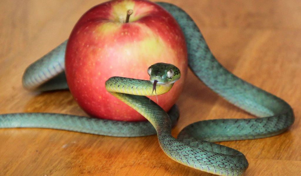 Зеленая змея с красным яблоком на столе 