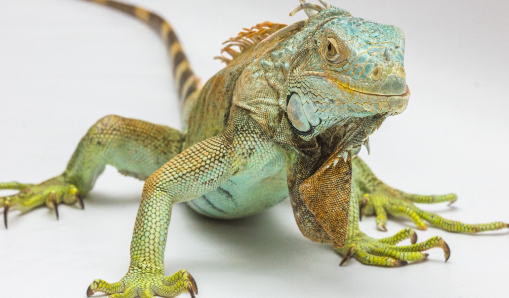 Большая голубая игуана на сером фоне