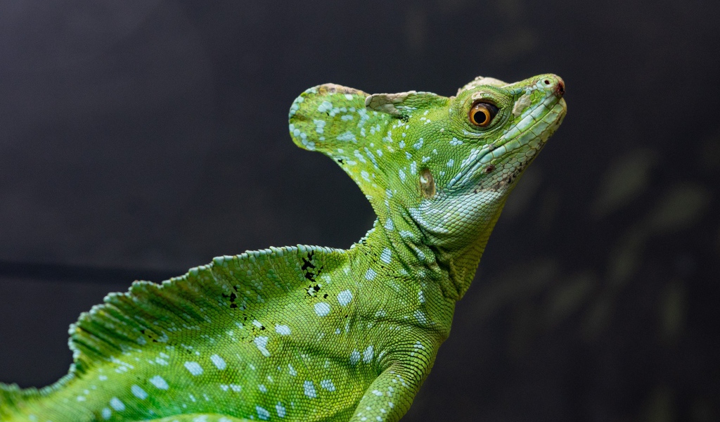 Большой зеленый василиск на сером фоне