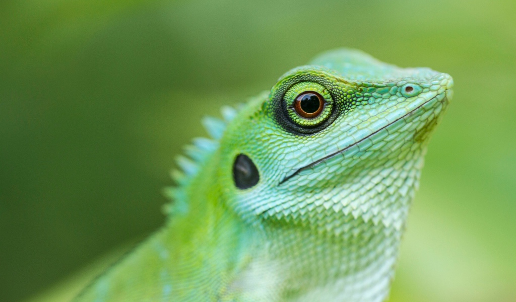 Large green lizard close up