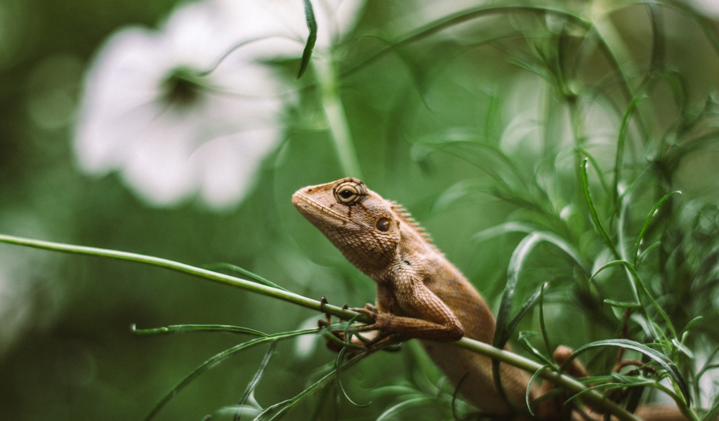 Маленькая игуана сидит на зеленой траве 