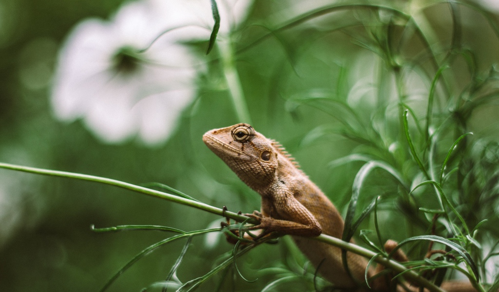 Маленькая ящерица сидит в зеленой траве