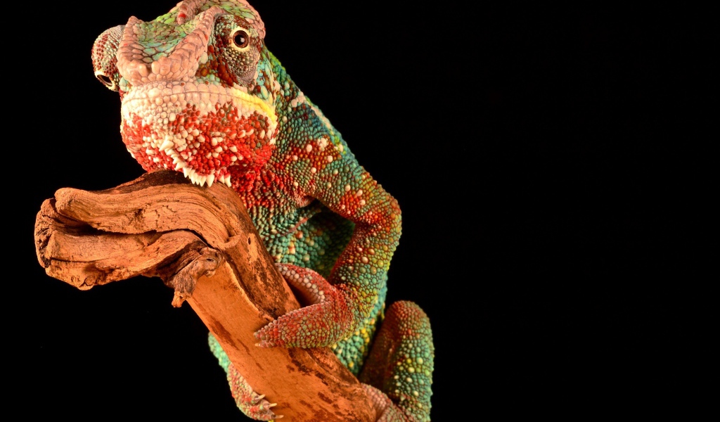 Multi-colored chameleon on a branch on a black background