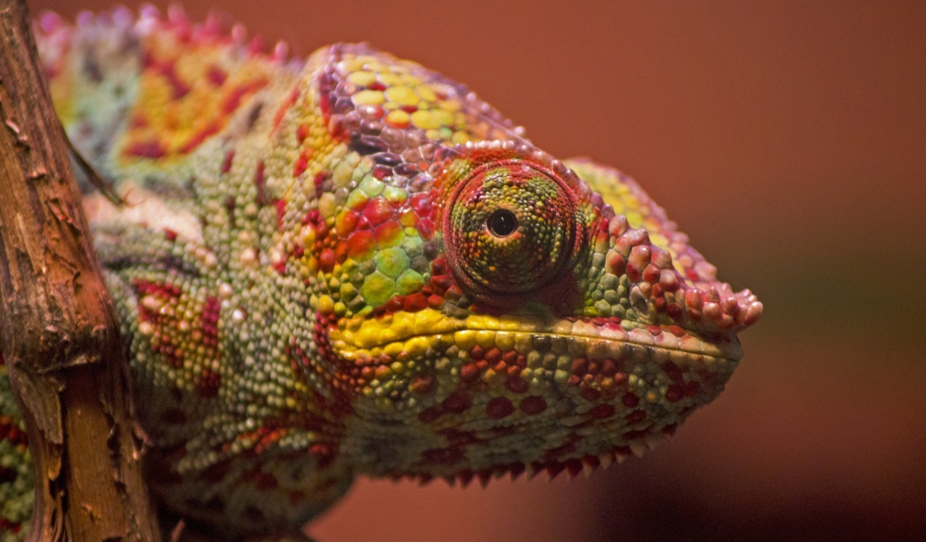 Разноцветный хамелеон сидит на ветке крупным планом