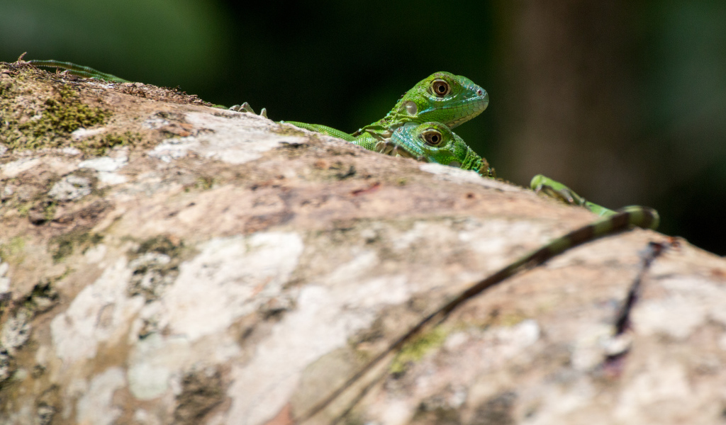 Две зеленых ящерицы на дереве