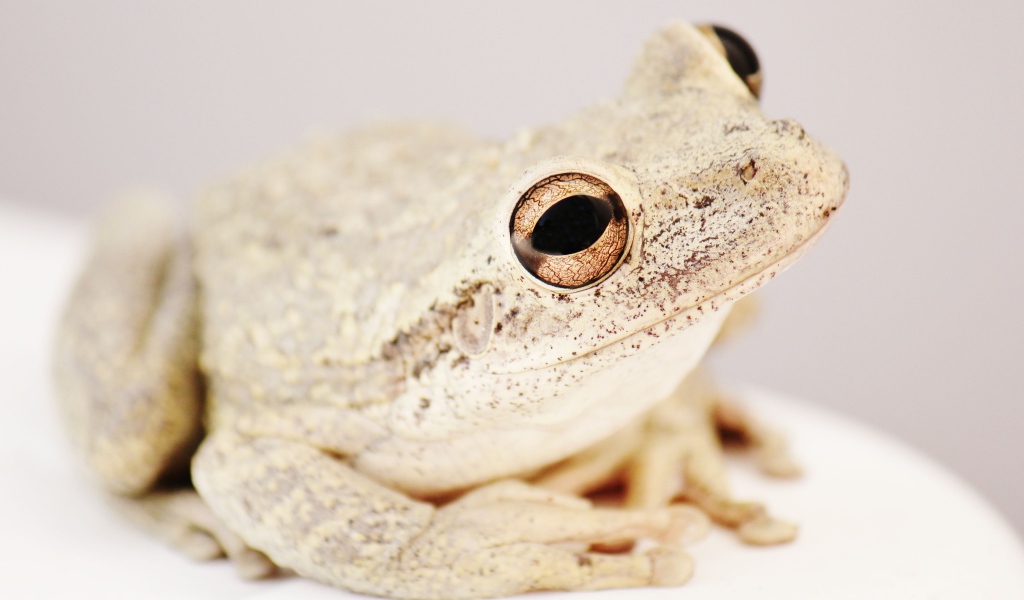 Белая жаба с большими глазами на сером фоне 
