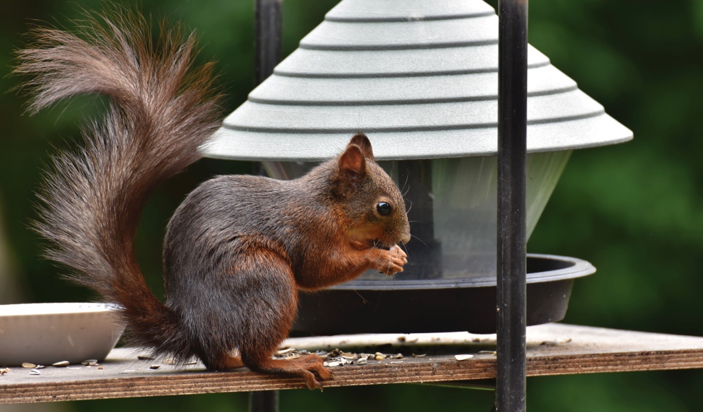 Большая рыжая белка грызет корм в кормушке 