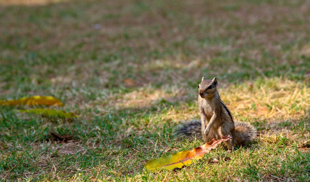 Бурундук сидит на зеленой траве 
