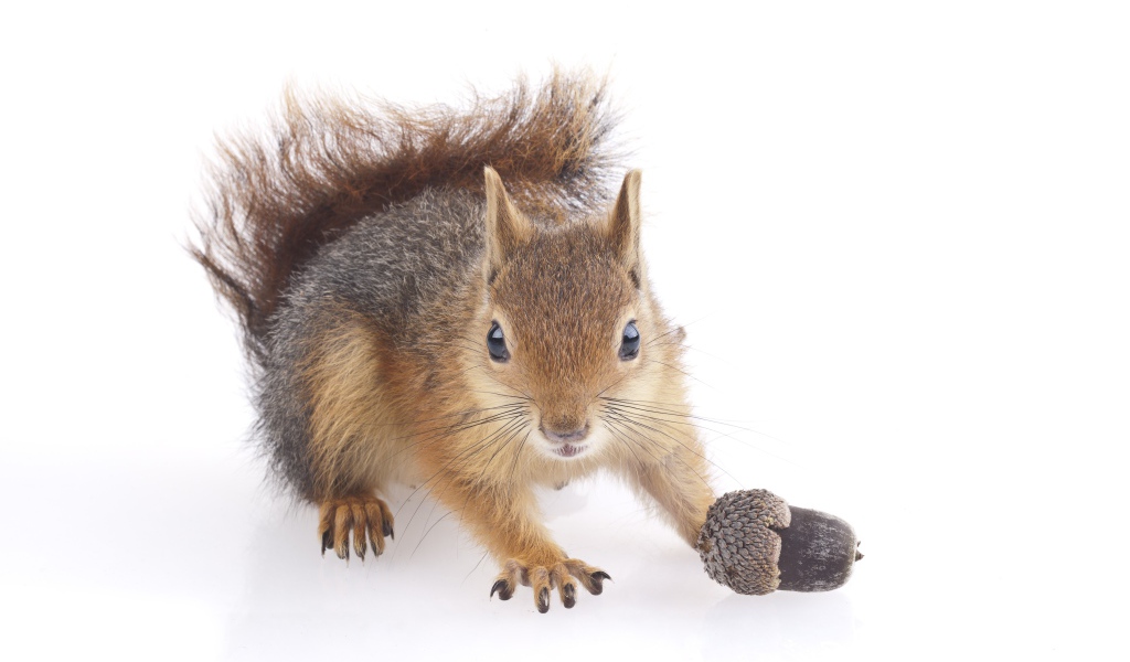 Забавная белка с желудем на белом фоне 