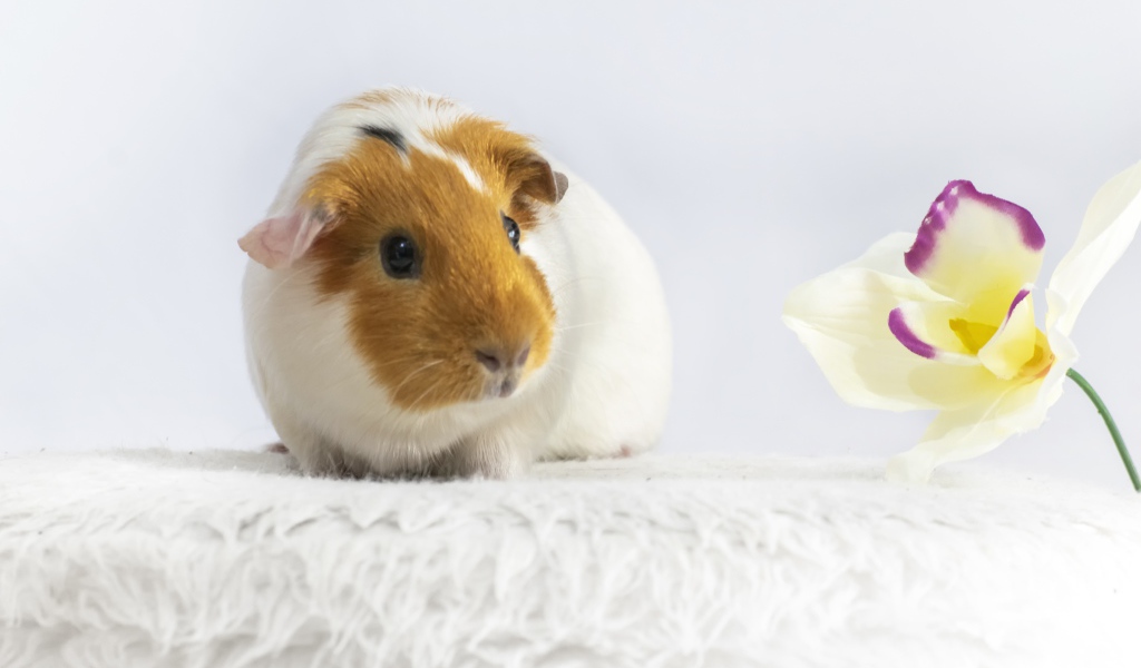 Морская свинка с белым цветком орхидеи