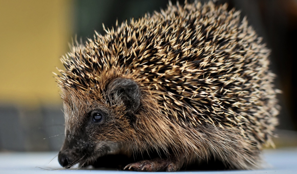 Большой старый колючий еж с длинными иголками