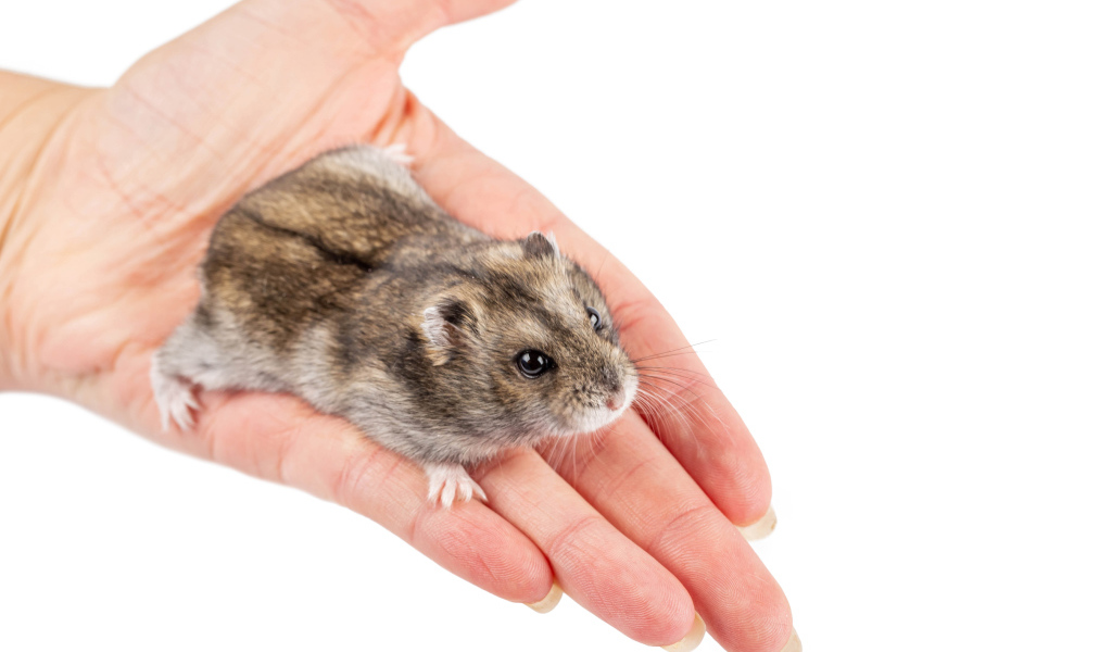 Маленький хомяк джунгарик на ладони 