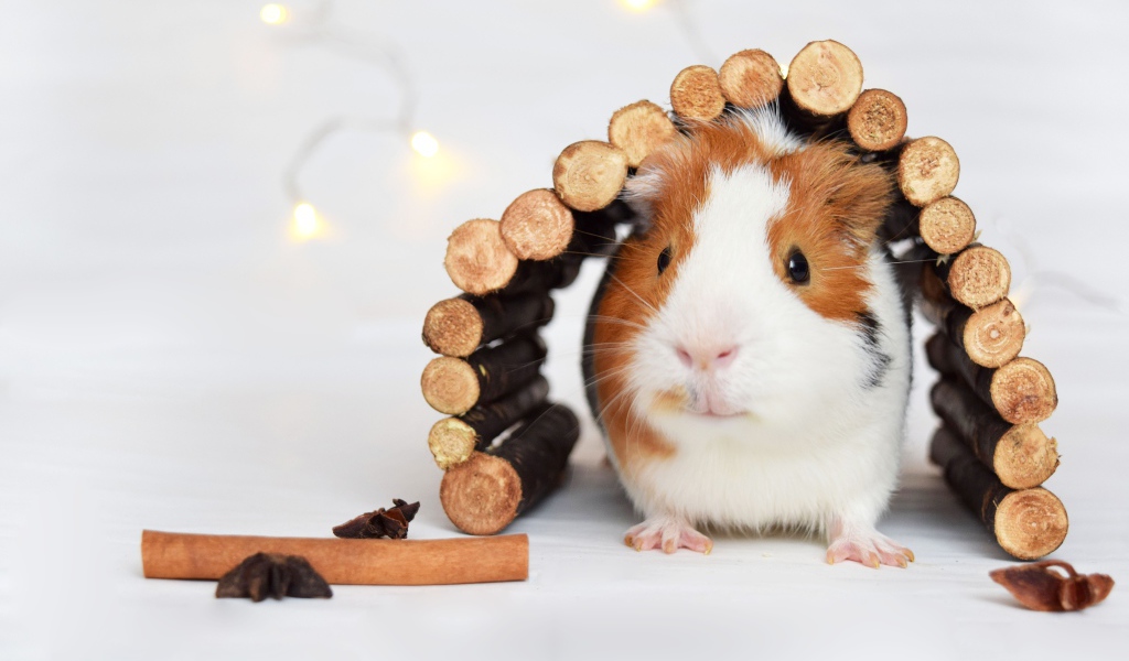 Маленькая морская свинка в деревянном домике