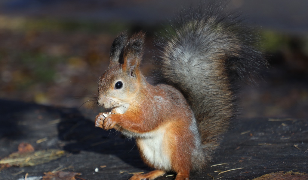 Маленькая рыжая белка грызет орех