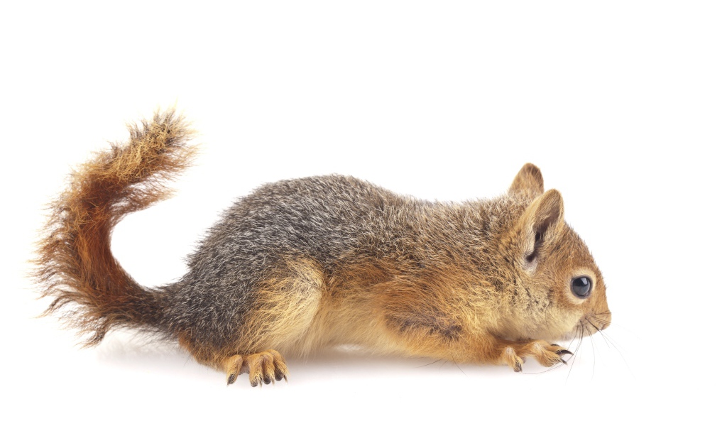Маленькая рыжая белка на белом фоне 
