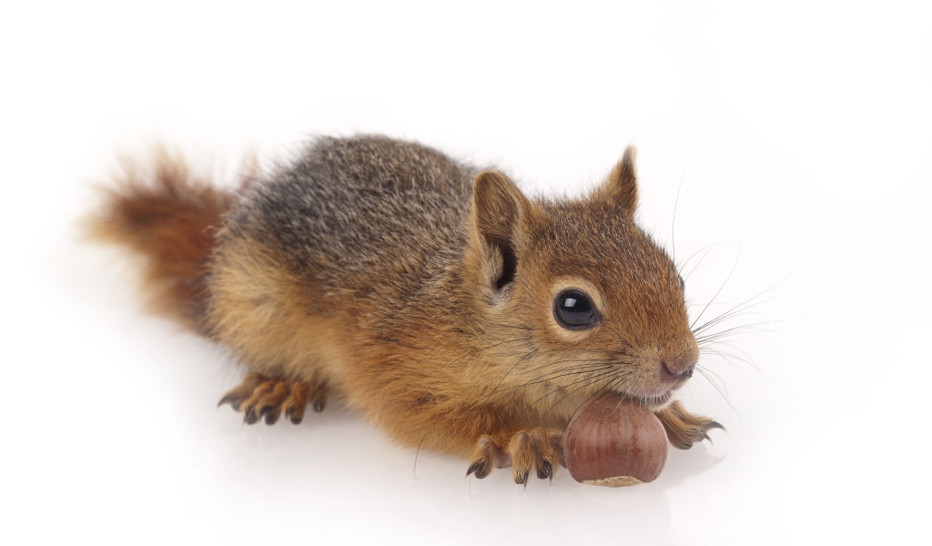 Маленькая рыжая белка с орехом на белом фоне