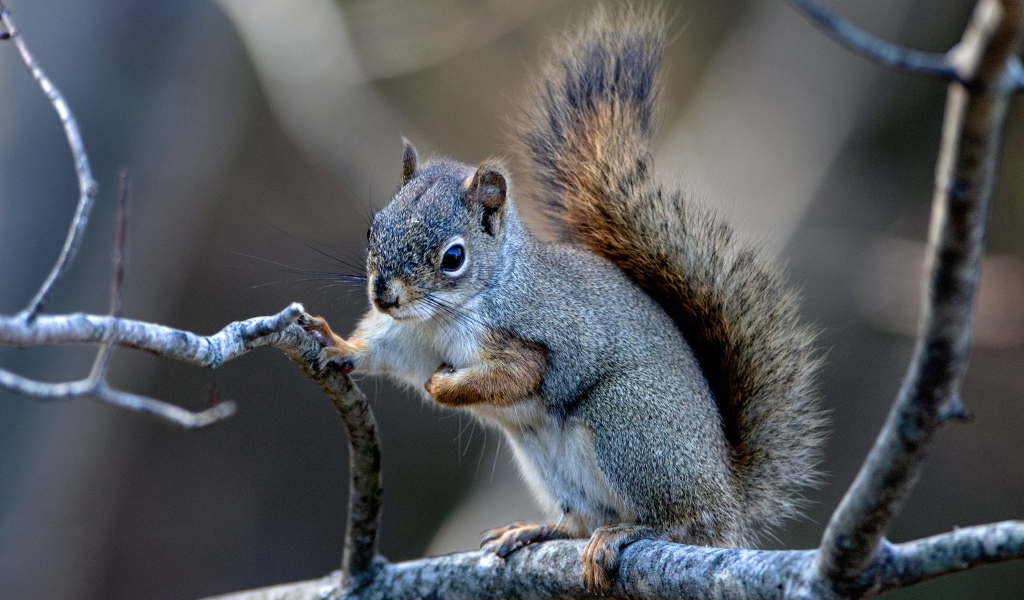 Маленькая белка сидит на тонкой ветке 