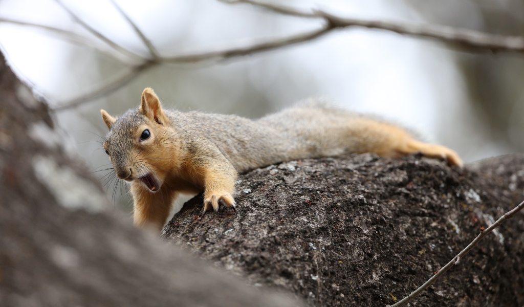Маленькая белка зевает на дерева