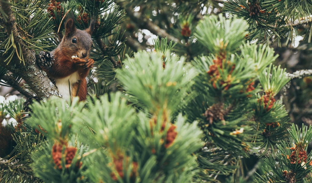 Squirrel gnaws a nut on a pine branch