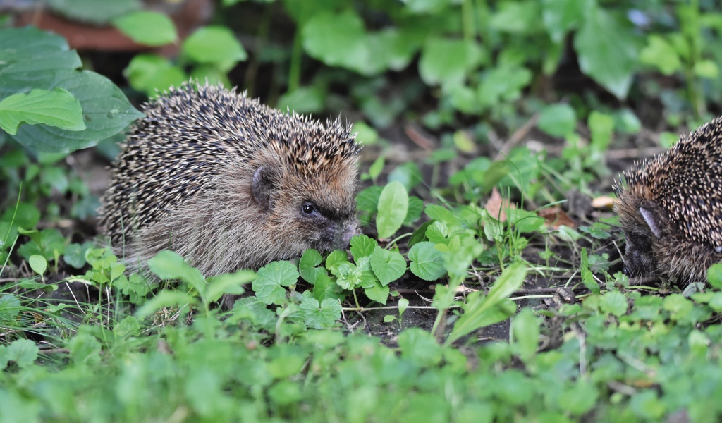 Два колючих ежа на зеленой траве 