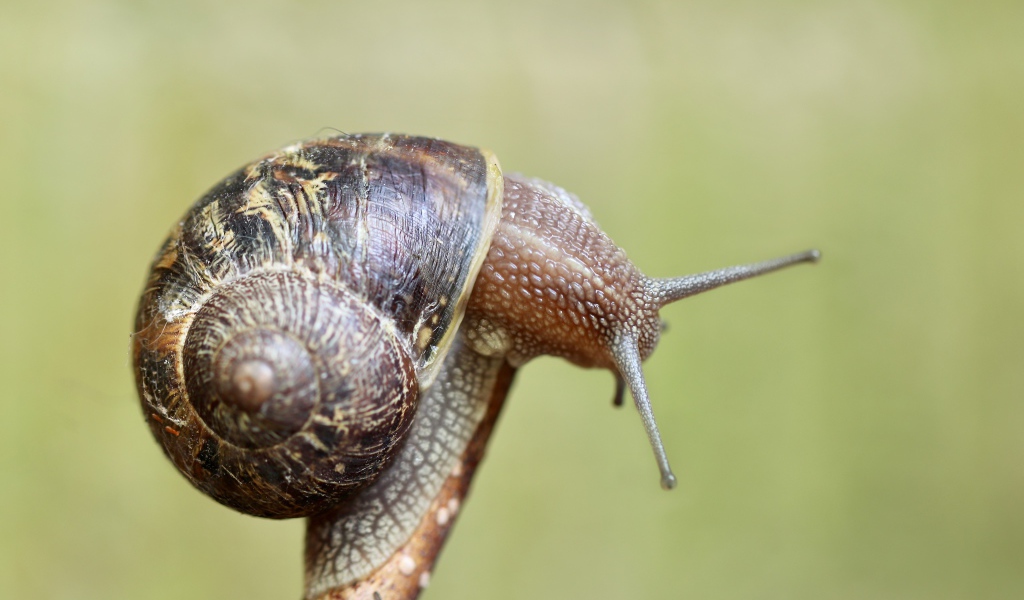Большая улитка в ракушке сидит на ветке