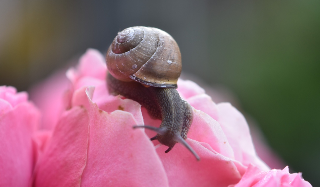 Большая улыбка сидит на розовом цветке розы