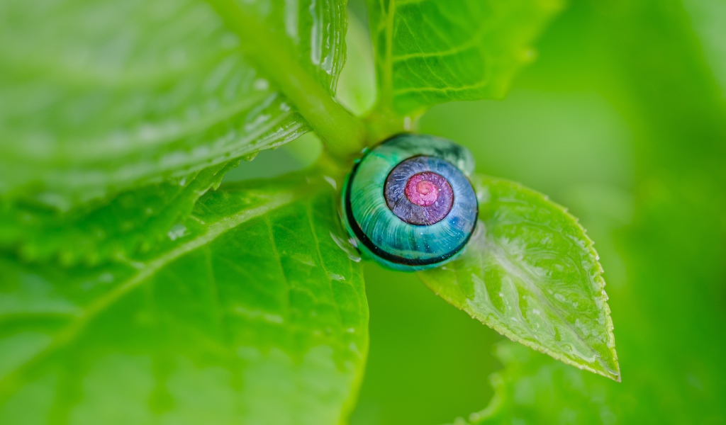 Голубая ракушка на зеленом листе