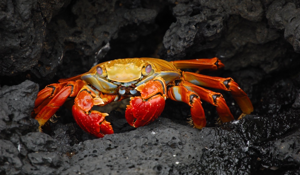 Рыжий краб прячется в камнях