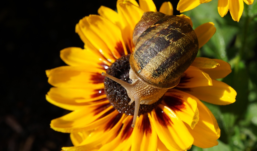 Улитка сидит на цветке эхинацеи