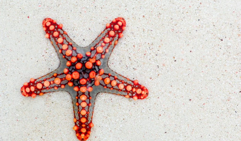 Красивая морская звезда на белом песке 