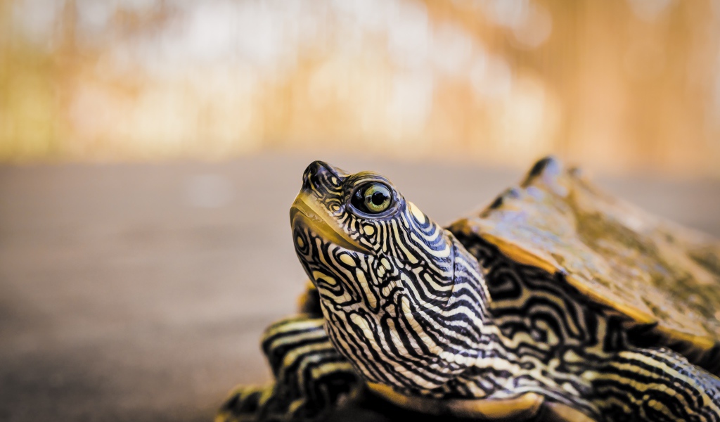 Большая полосатая черепаха 