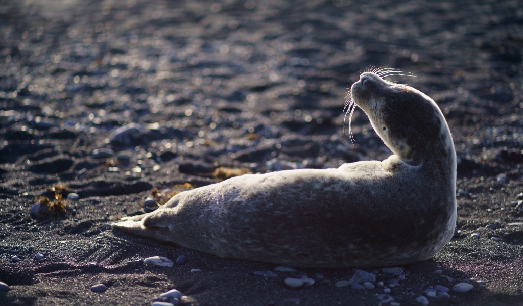 Морской котик лежит на черном песке 