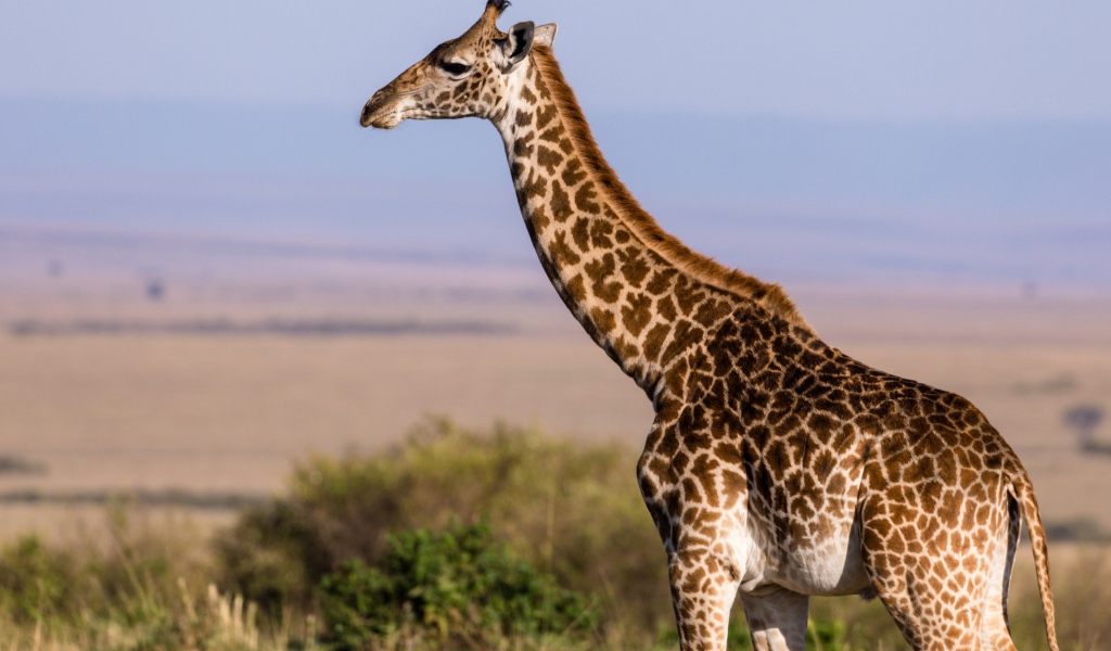 Большой пятнистый жираф гуляет по саванне 