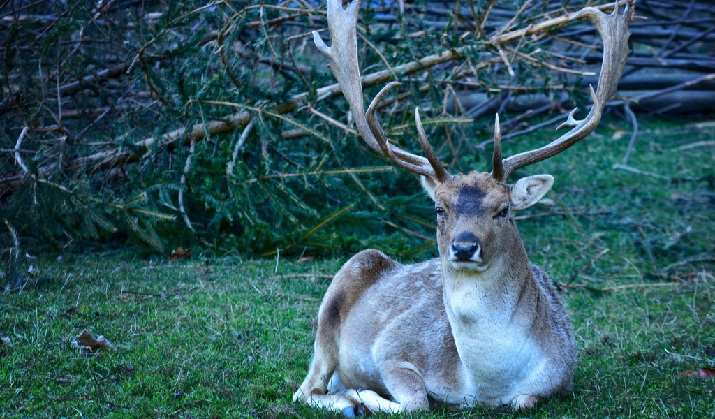 Самец лани с большими рогами