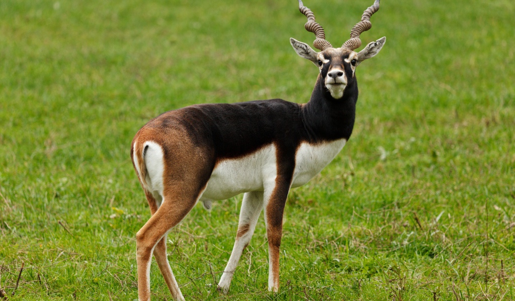 Большая антилопа на зеленой траве