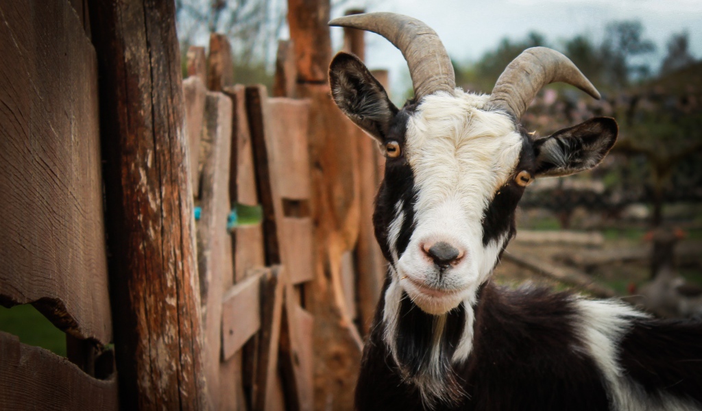 Черно-белая домашняя коза