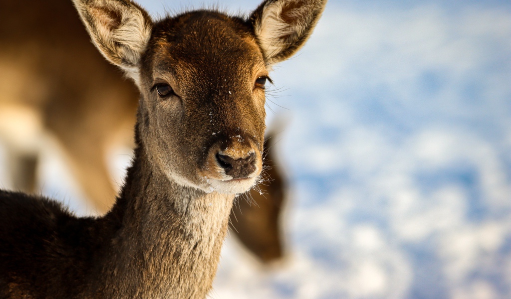 Олениха крупным планом 