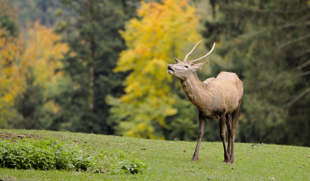 Олень кричит в лесу 