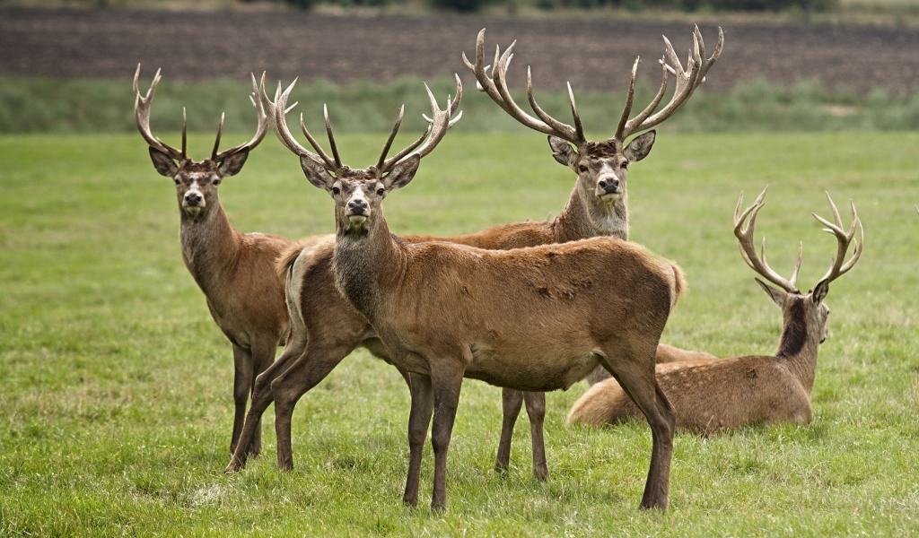 Стадо оленей на зеленой траве 