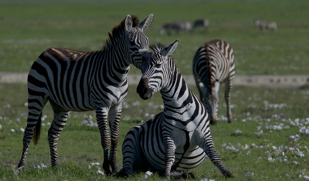 Стадо полосатых зебр на зеленой траве 