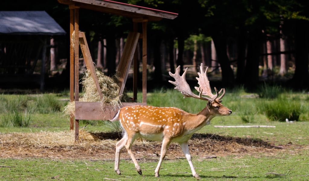 Большой пятнистый олень с большими рогами 