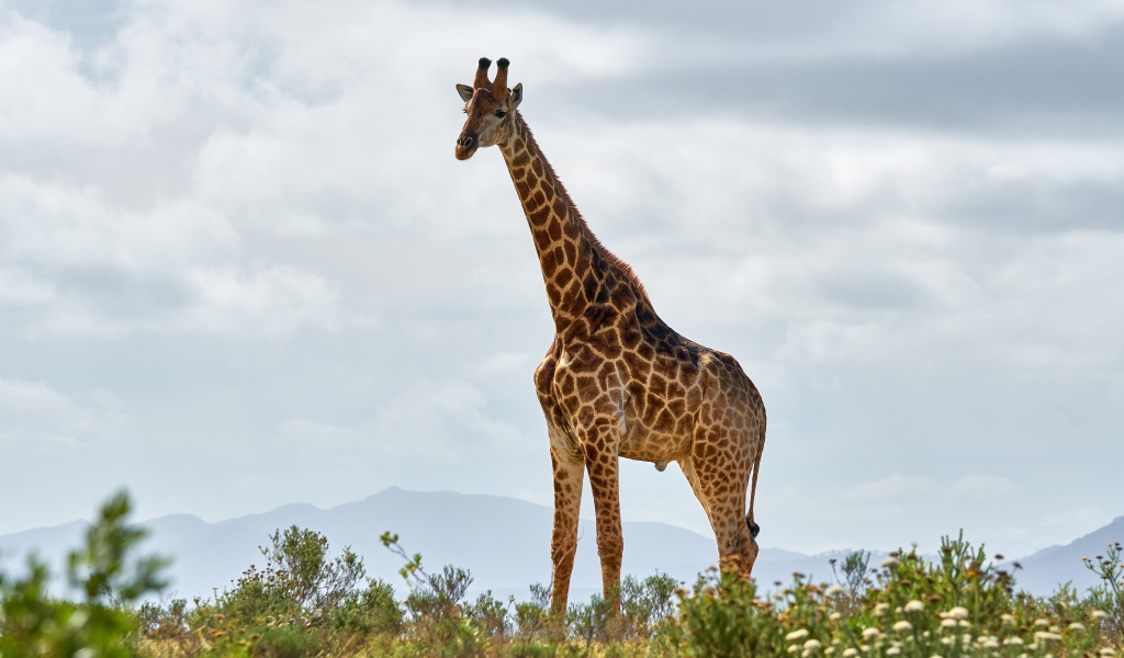Большой пятнистый жираф в траве 