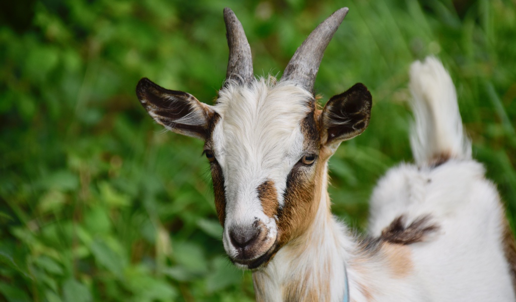 Маленький козленок на фоне зеленой травы 