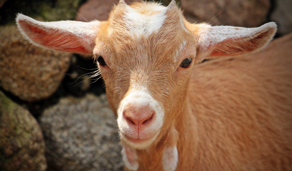 Маленький козленок с рожками