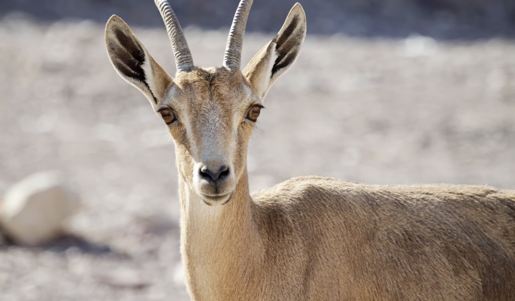 Нубийский горный козёл крупным планом 