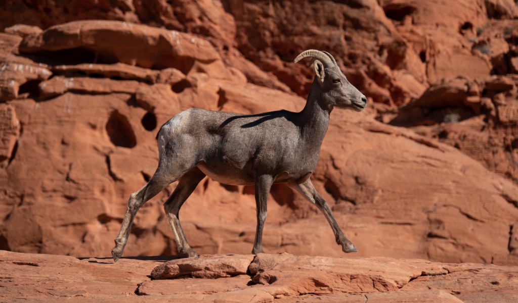 Нубийский горный козёл идет по камням