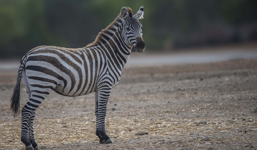 Полосатая зебра стоит на земле