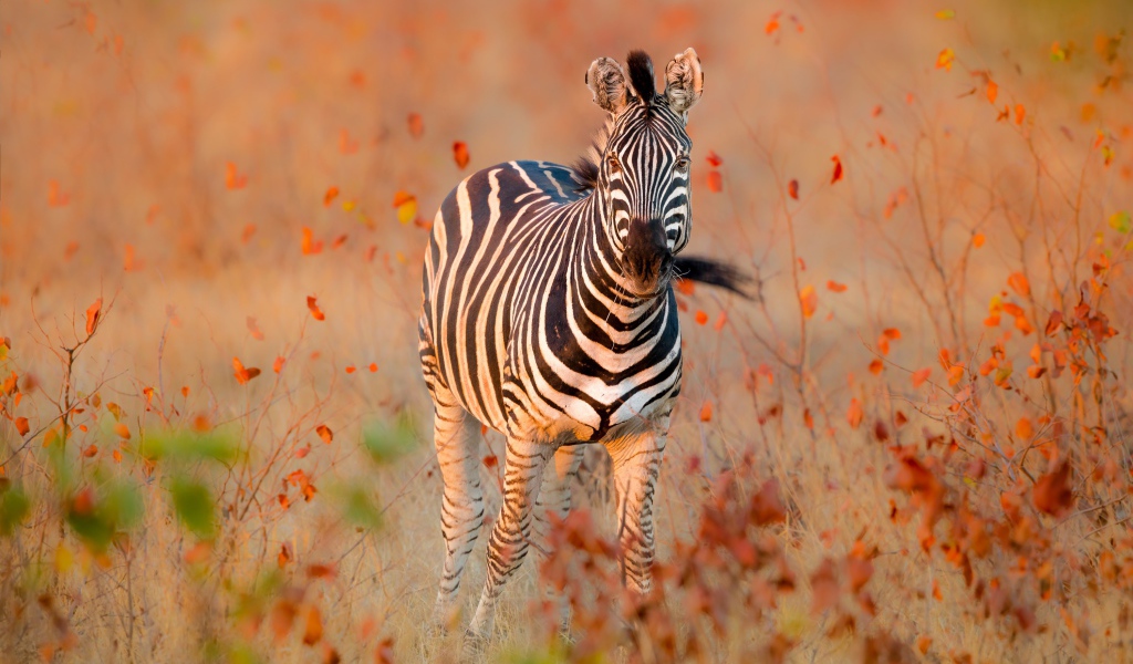Полосатая зебра идет по сухой траве
